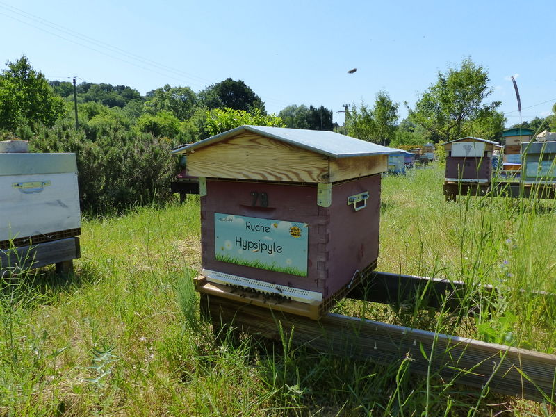 La ruche Hypsipyle