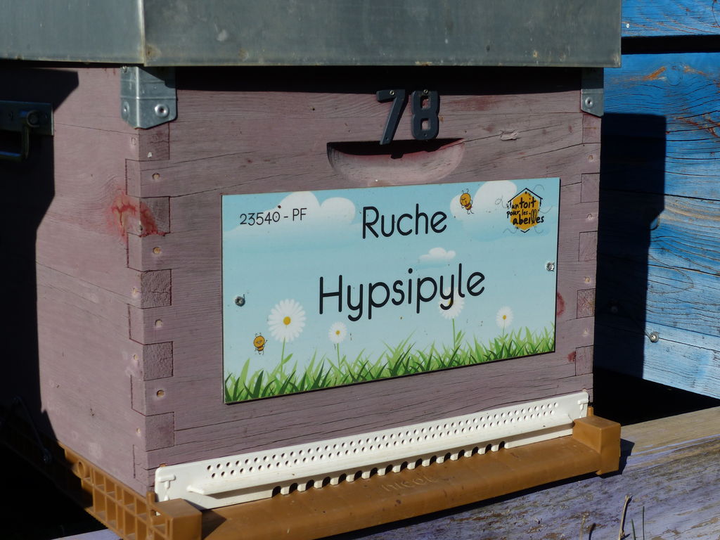 La ruche Hypsipyle