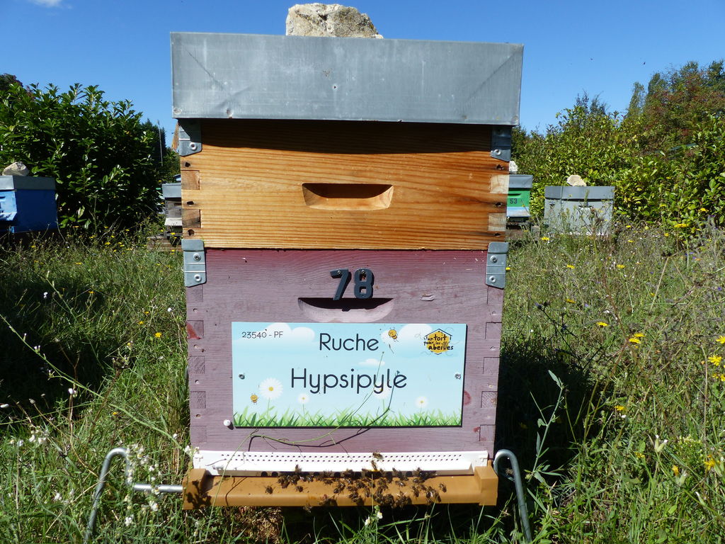 La ruche Hypsipyle