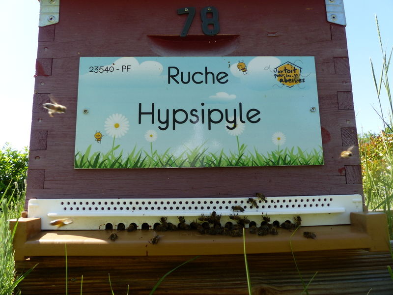 La ruche Hypsipyle