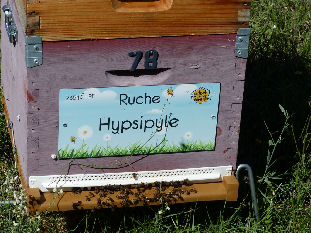 La ruche Hypsipyle