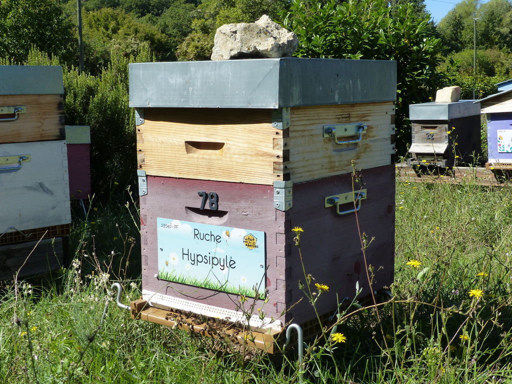 La ruche Hypsipyle