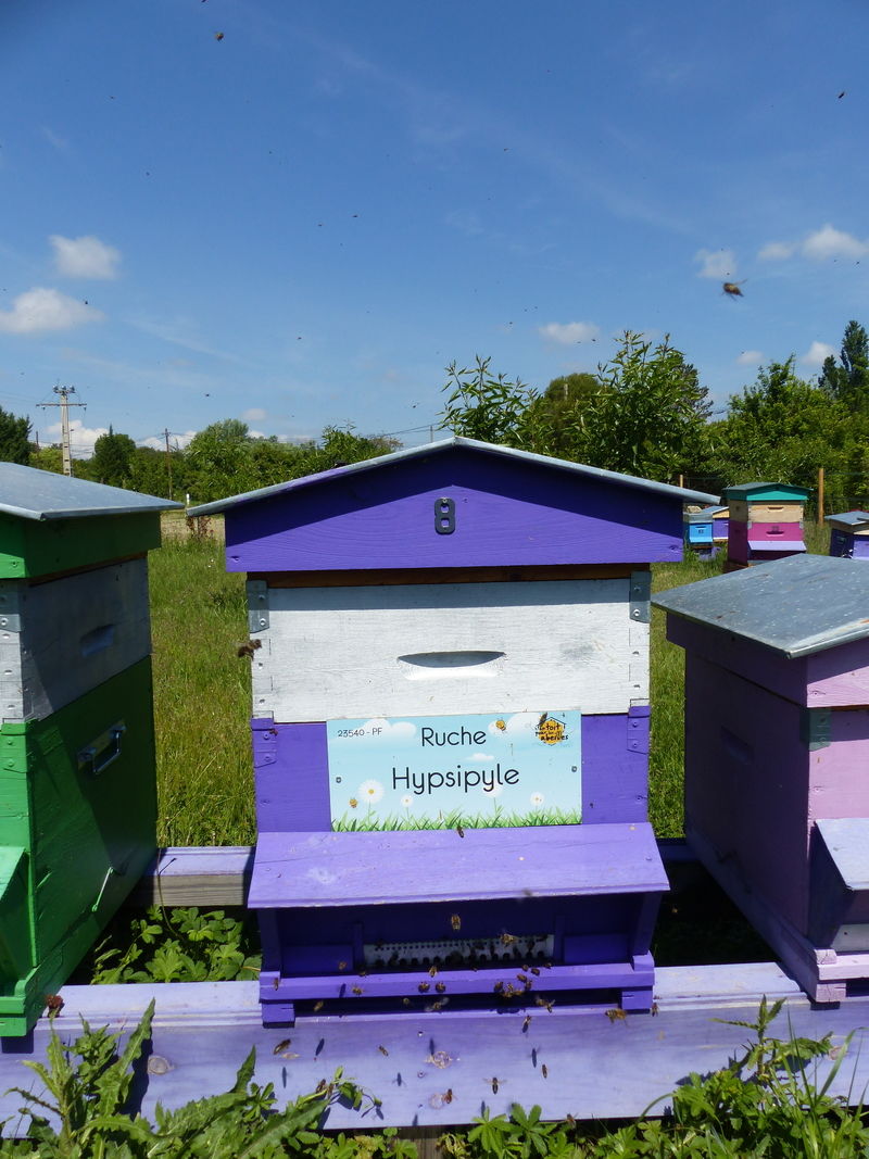 La ruche Hypsipyle