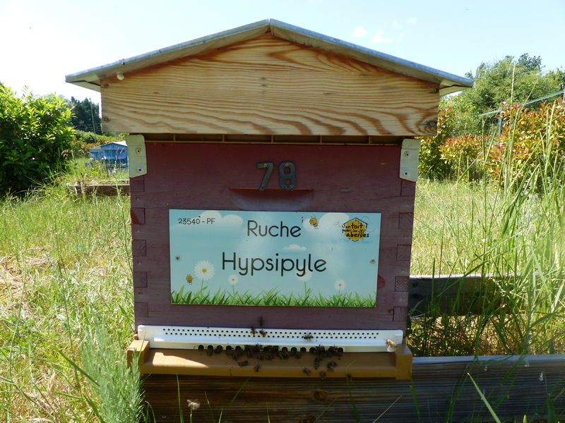 La ruche Hypsipyle