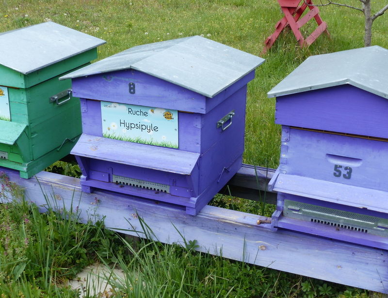 La ruche Hypsipyle