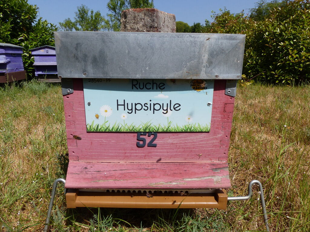 La ruche Hypsipyle