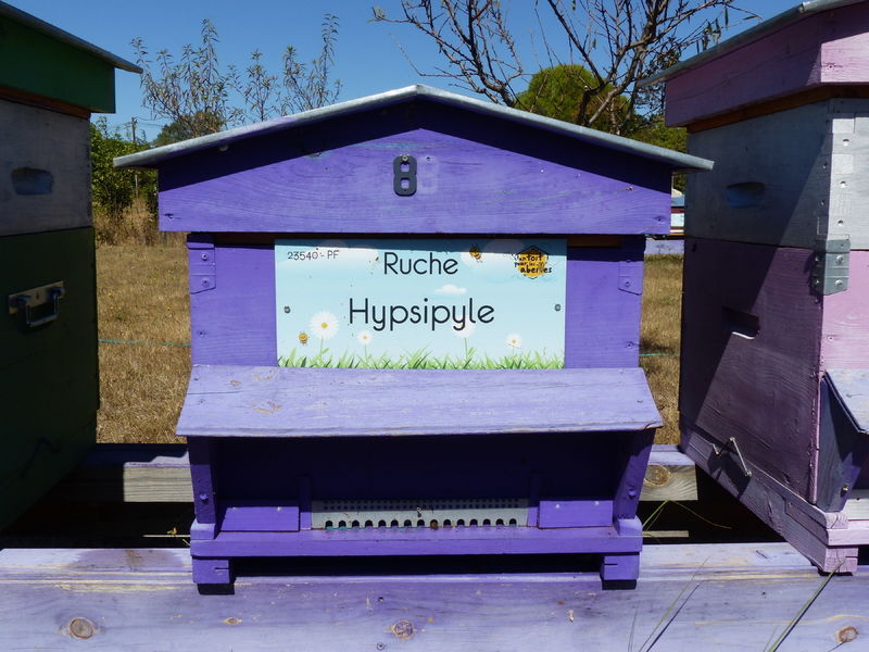 La ruche Hypsipyle