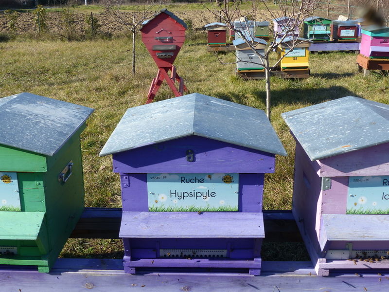 La ruche Hypsipyle