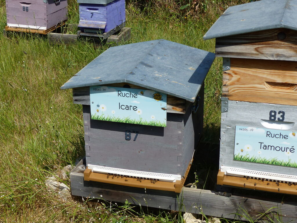 La ruche Icare