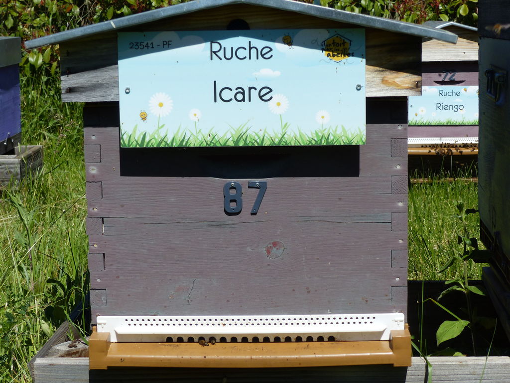 La ruche Icare