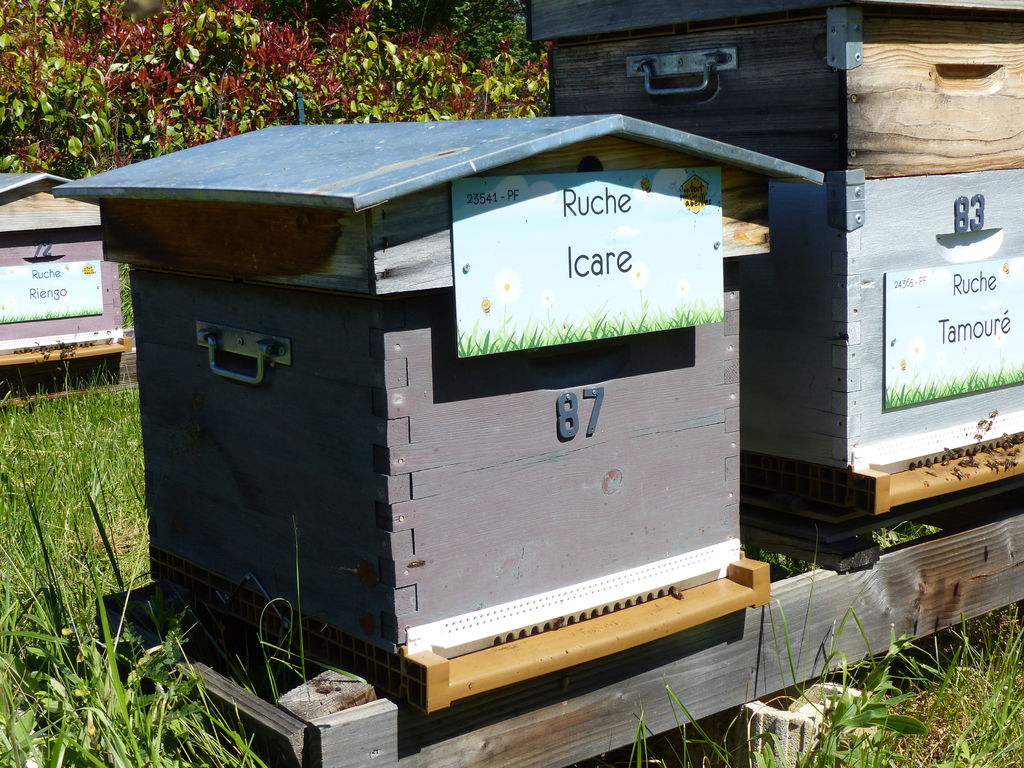 La ruche Icare