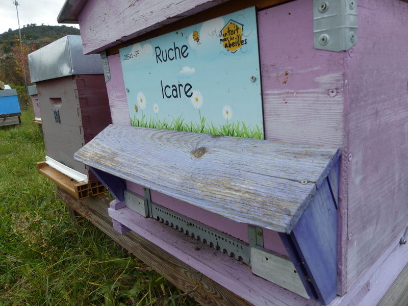 La ruche Icare
