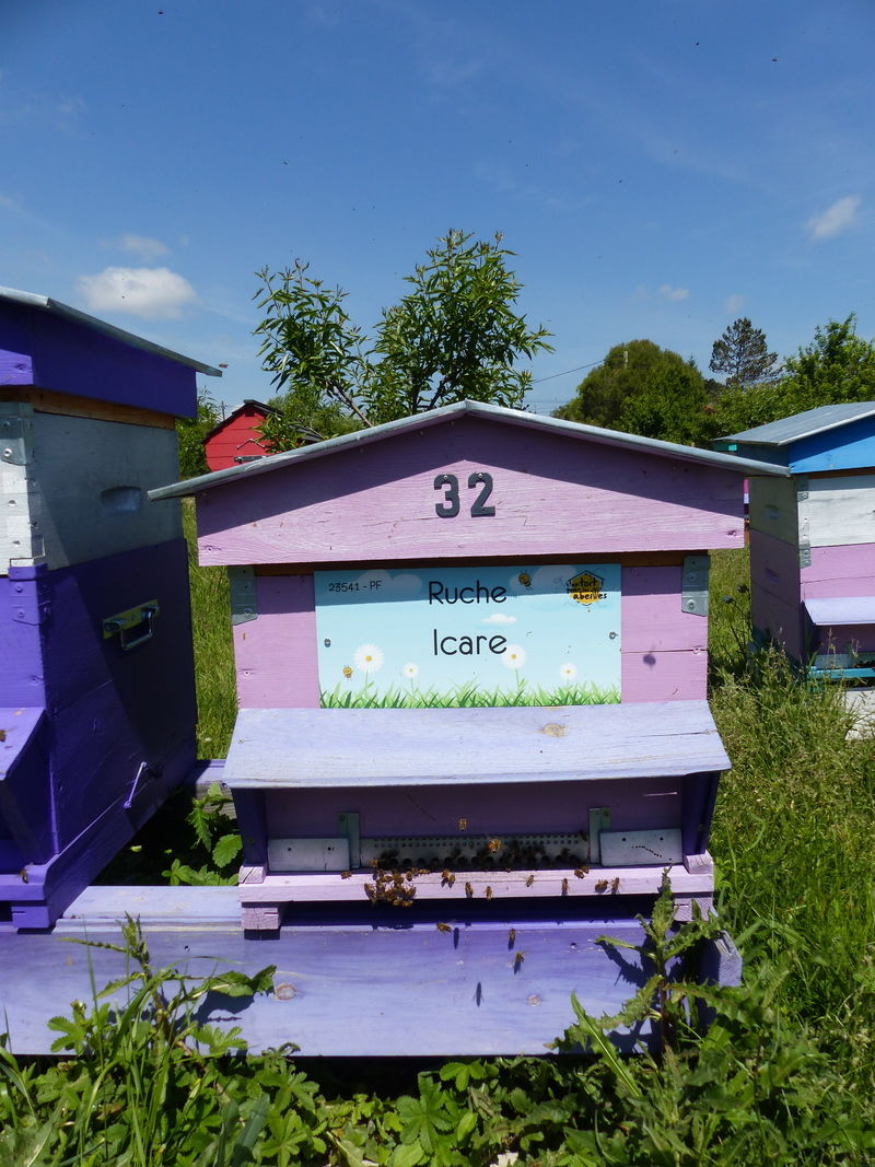 La ruche Icare