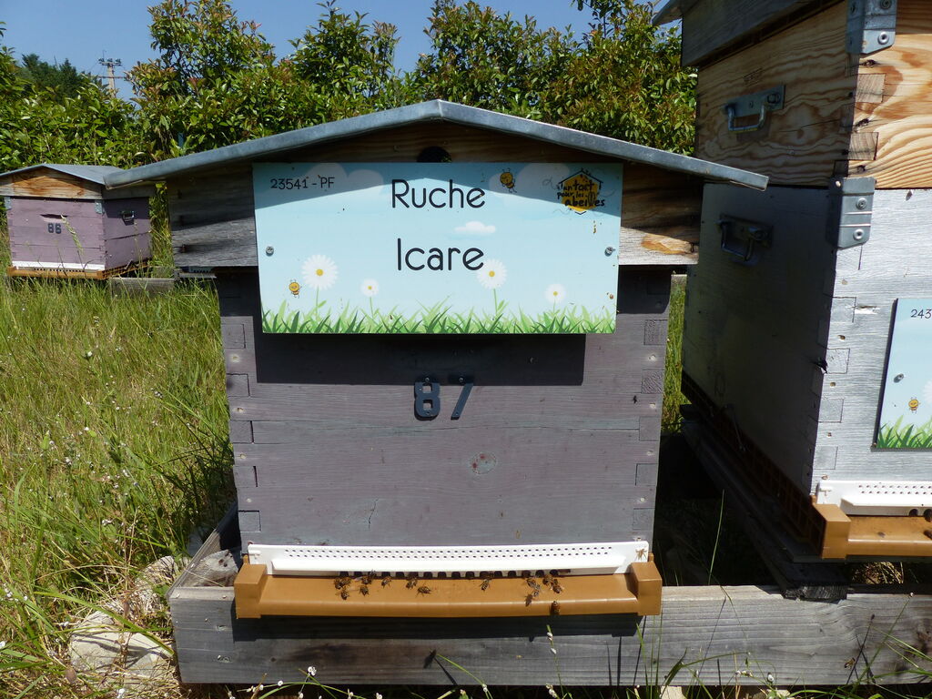 La ruche Icare