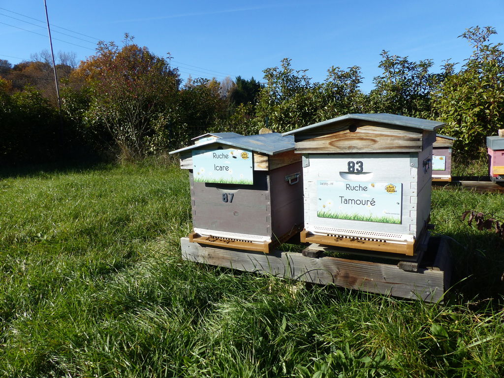 La ruche Icare