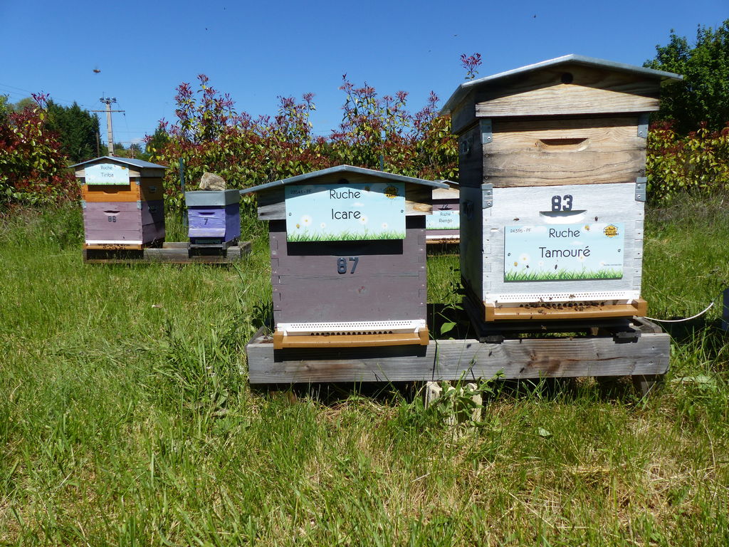 La ruche Icare