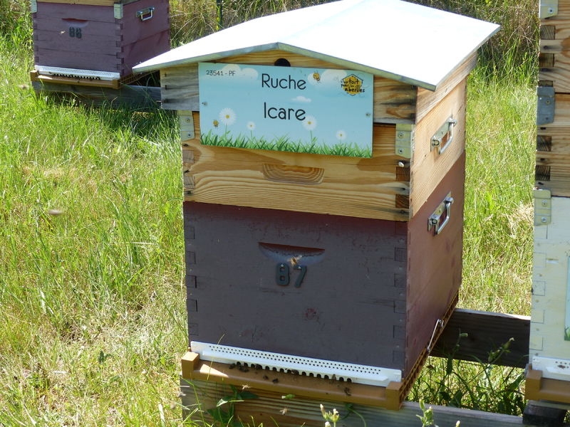 La ruche Icare