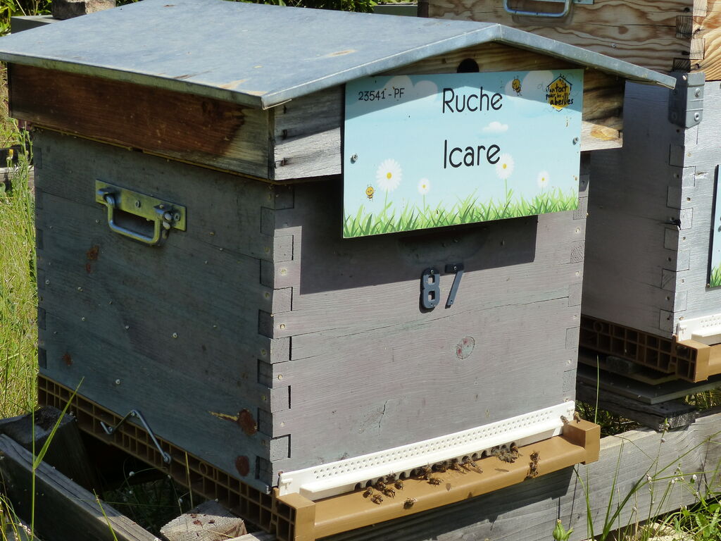 La ruche Icare
