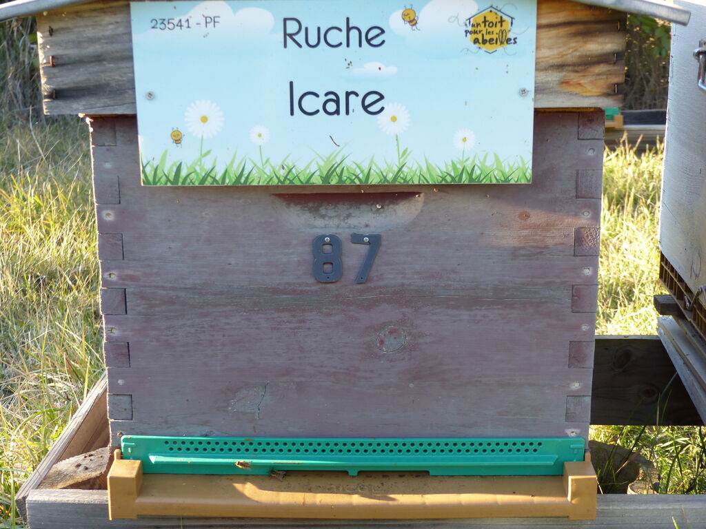 La ruche Icare