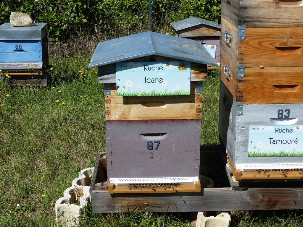 La ruche Icare