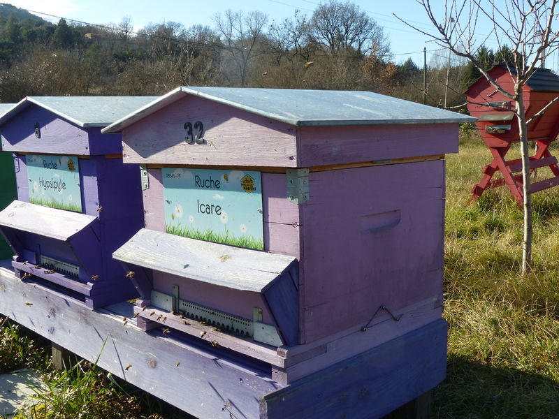 La ruche Icare