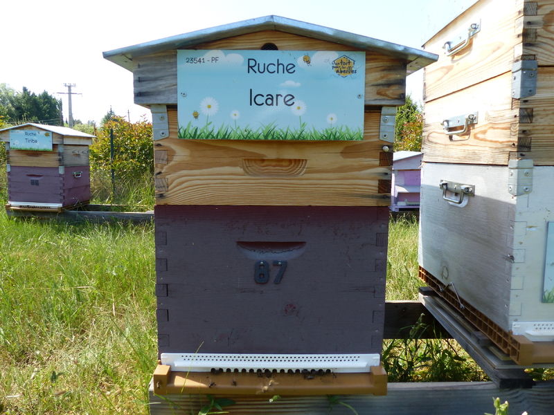 La ruche Icare