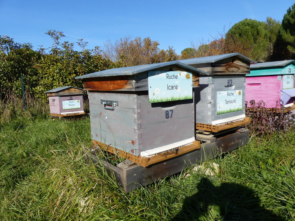 La ruche Icare