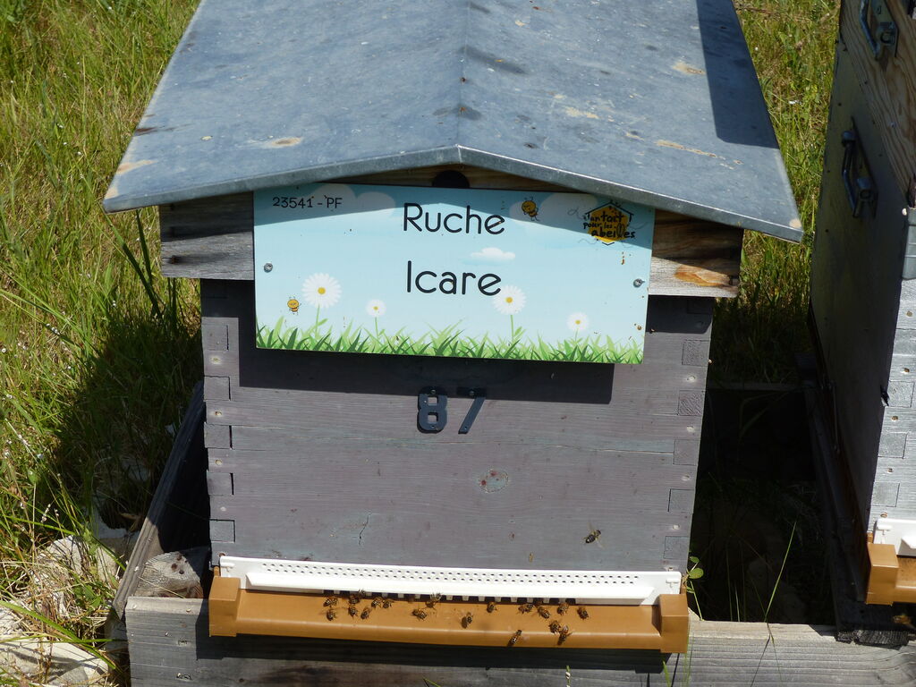 La ruche Icare