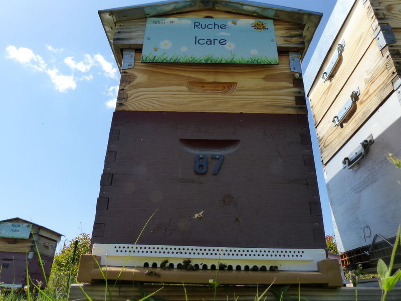 La ruche Icare