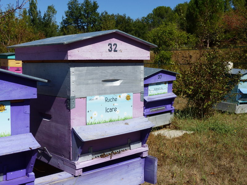 La ruche Icare