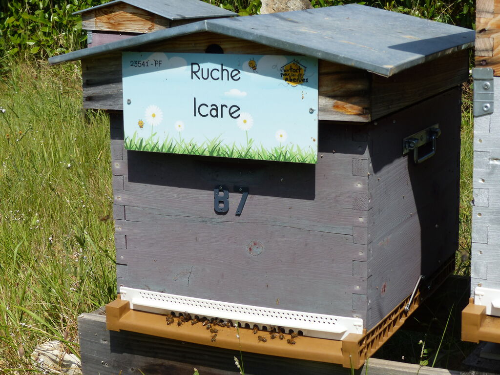 La ruche Icare