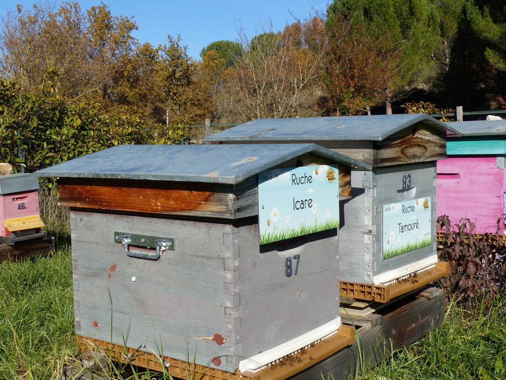 La ruche Icare