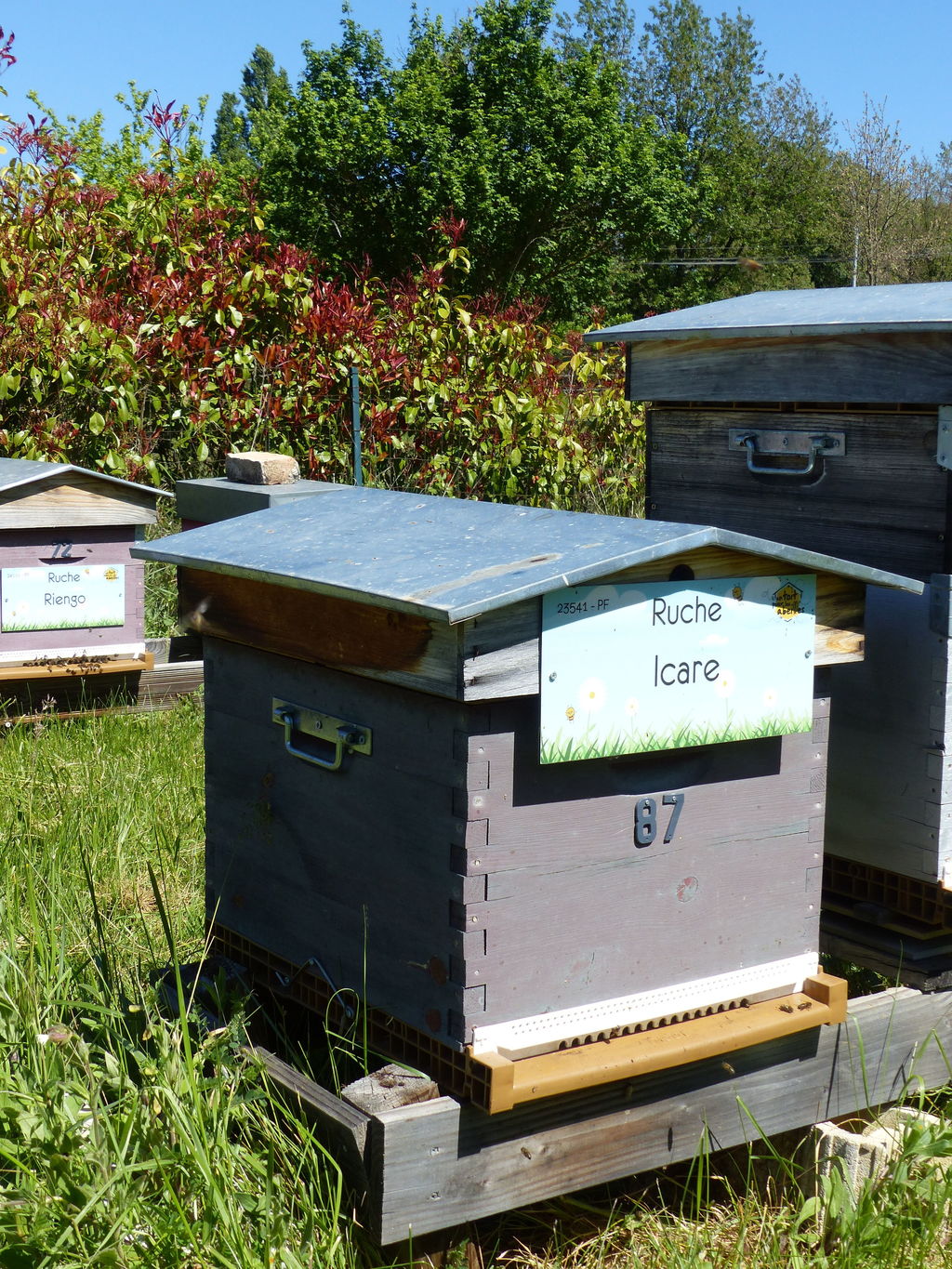 La ruche Icare