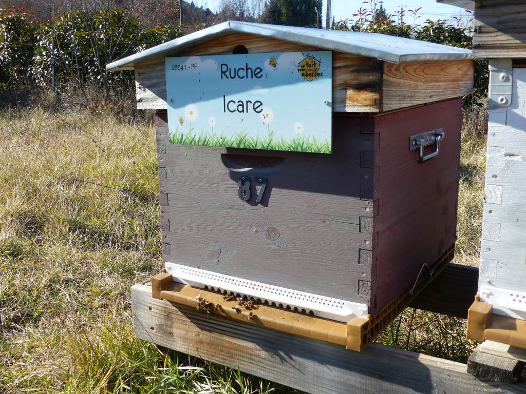 La ruche Icare