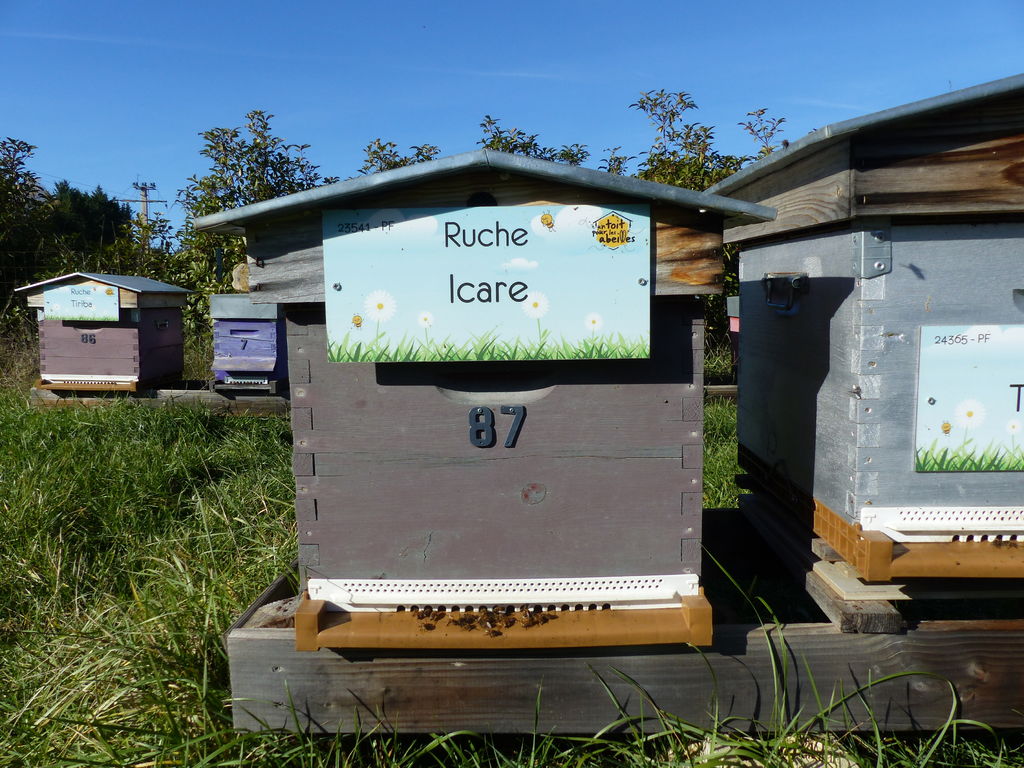 La ruche Icare