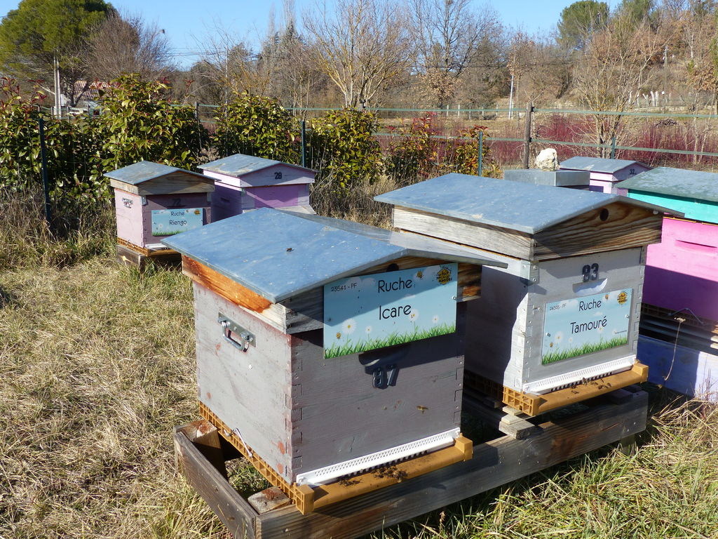 La ruche Icare