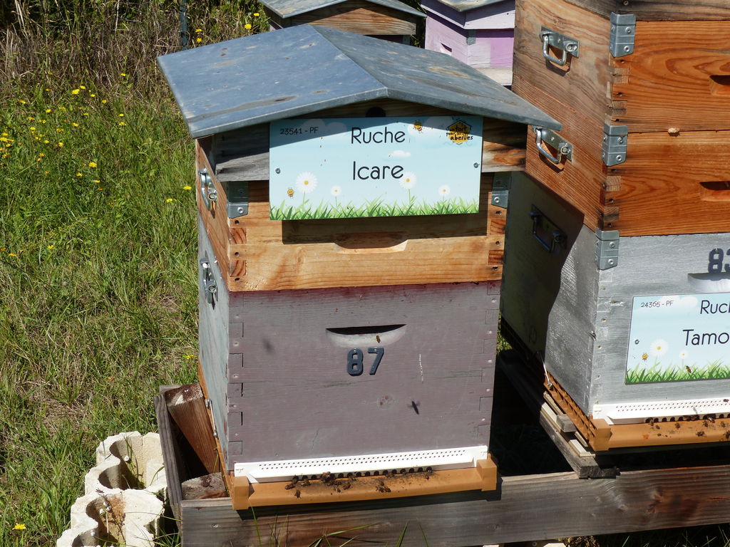 La ruche Icare