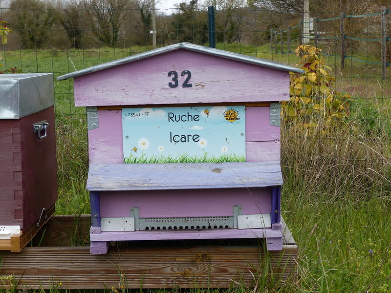 La ruche Icare