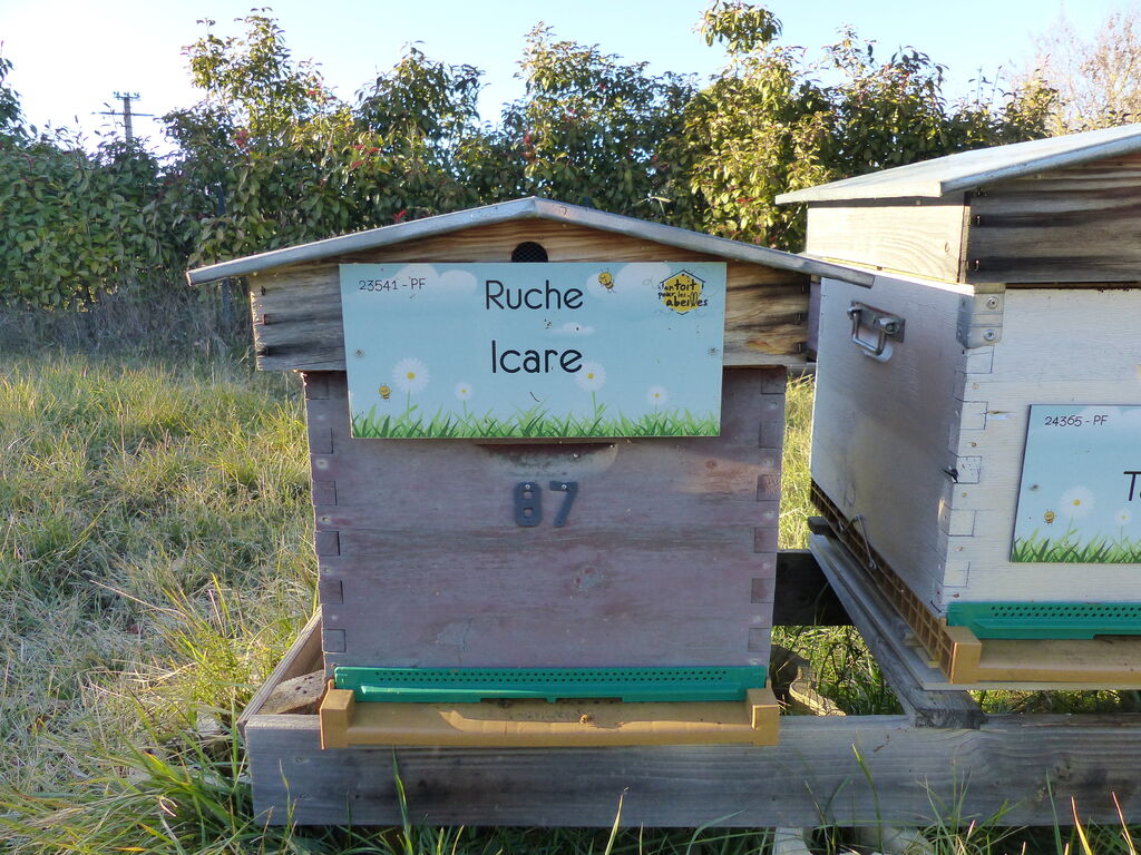 La ruche Icare