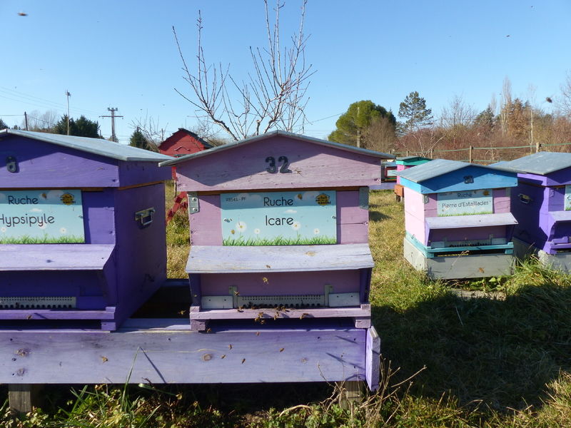 La ruche Icare