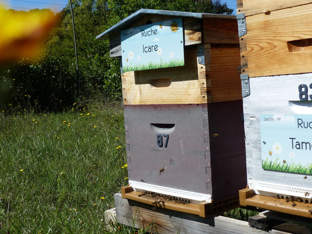 La ruche Icare