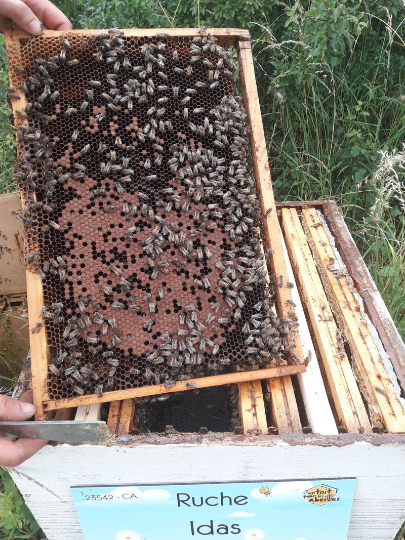 La ruche Idas