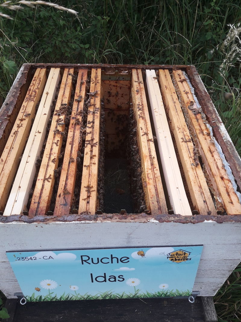 La ruche Idas