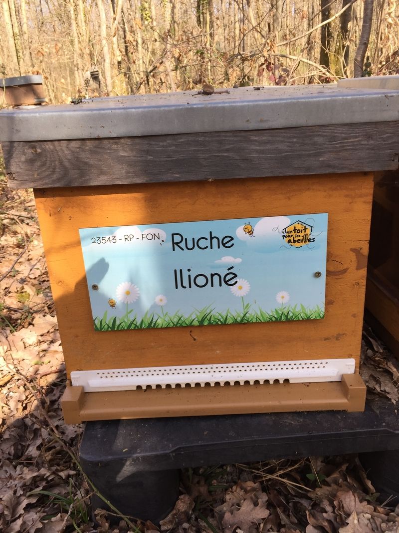 La ruche Ilioné