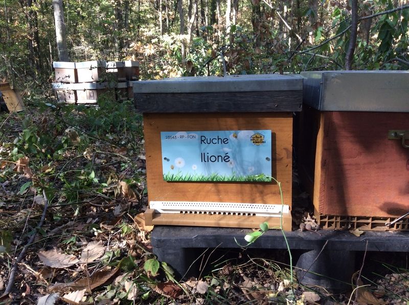 La ruche Ilioné