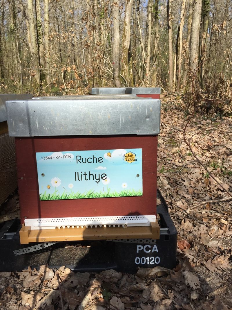 La ruche Ilithye