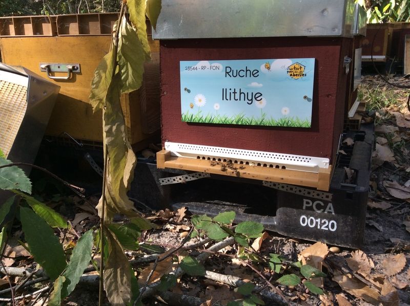 La ruche Ilithye
