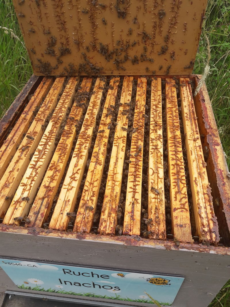 La ruche Inachos
