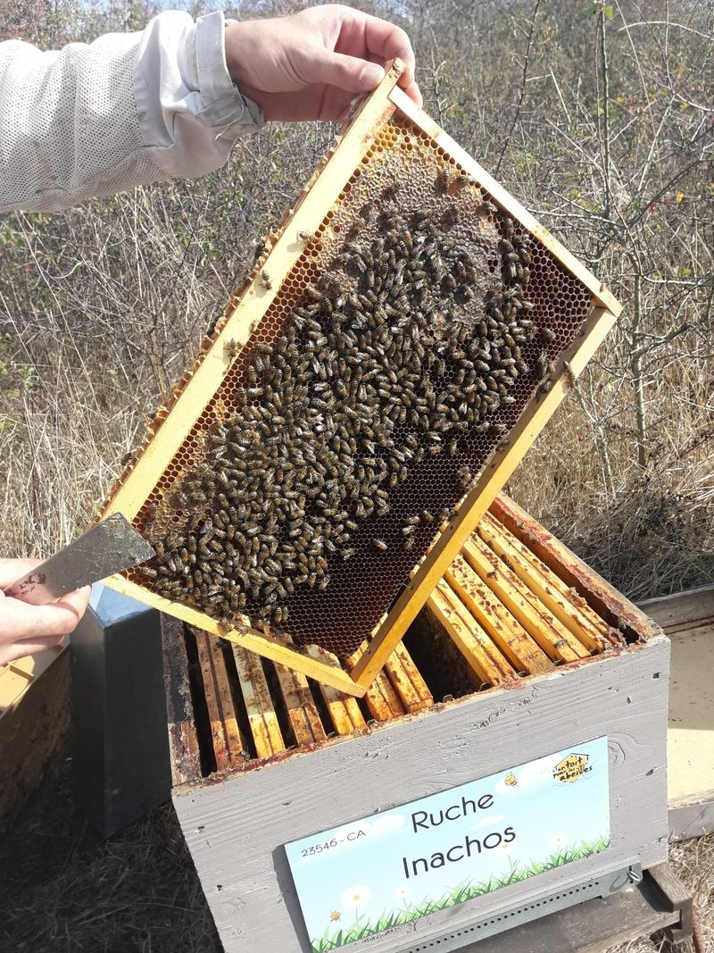 La ruche Inachos