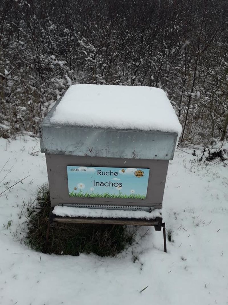 La ruche Inachos